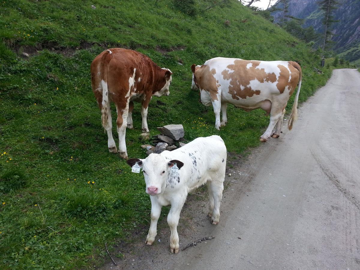 Haus Ursula Appartement Kals-am Großglockner Buitenkant foto